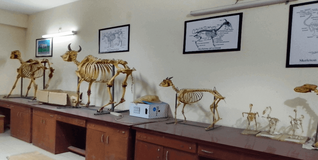 ভেটেরিনারি ডাক্তার সায়েন্স veterinary medicine science
