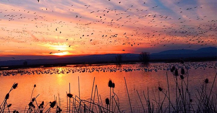 পাখি কেন অতিথি? জাহাঙ্গীরনগরেই বা কেন?