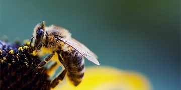 মৌমাছির সংখ্যা বাড়াতে সাহায্য করবে মেশিন লার্নিং