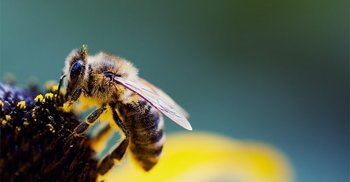 মৌমাছির সংখ্যা বাড়াতে সাহায্য করবে মেশিন লার্নিং