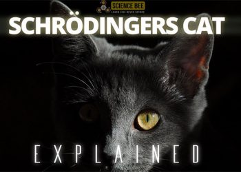 একটি বিড়াল কি একই সময়ে জীবিত এবং মৃত থাকতে পারে?