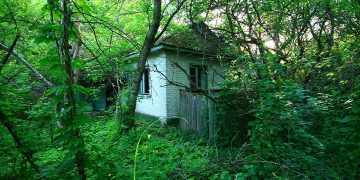 চেরনোবিল-এর তেজস্ক্রিয় বিকিরণ কেন গাছপালার উপর প্রভাব ফেলে না?