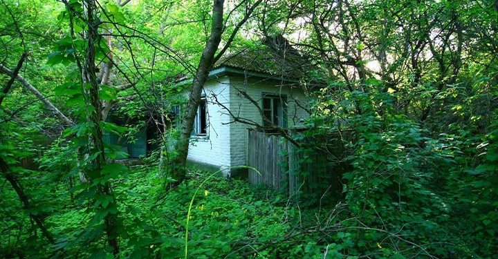 চেরনোবিল-এর তেজস্ক্রিয় বিকিরণ কেন গাছপালার উপর প্রভাব ফেলে না?