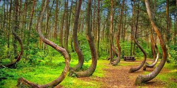 পৃথিবীর পাঁচটি বিস্ময়কর বন যেখানে আপনি হারিয়ে যেতে চাইবেন বা চাইবেন না !