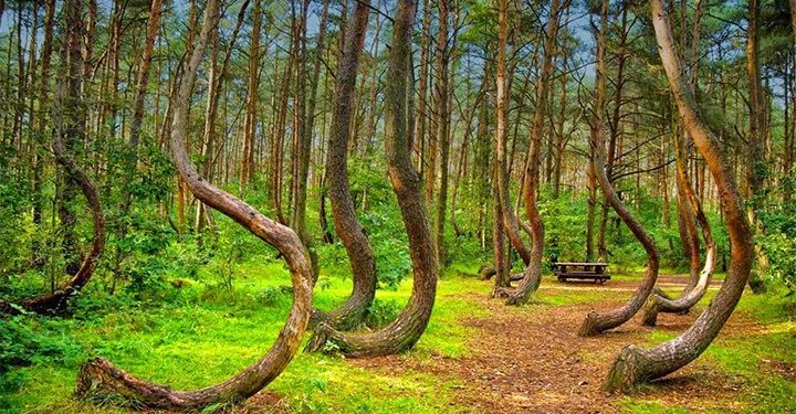 পৃথিবীর পাঁচটি বিস্ময়কর বন যেখানে আপনি হারিয়ে যেতে চাইবেন বা চাইবেন না !