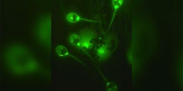 প্রথমবার বিজ্ঞানীরা এমন প্রাণি খুঁজে পেয়েছেন যার অক্সিজেন প্রয়োজন নেই