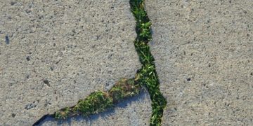 জীবন্ত কংক্রিট