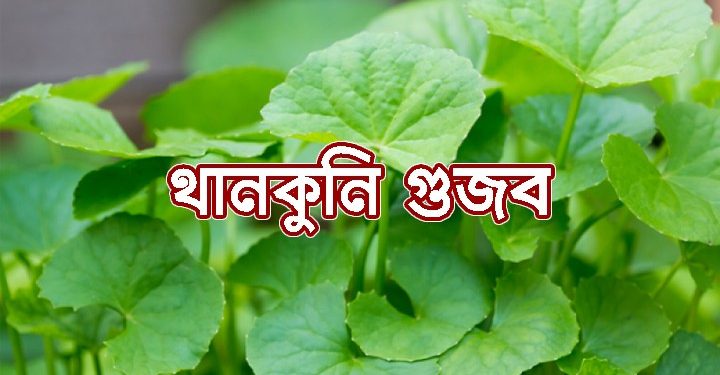 ‘থানকুনি পাতায় মিলবে করোনা থেকে মুক্তি’ গুজবে ঘুম হারাম