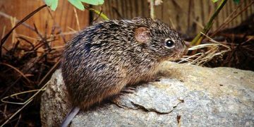 চীনে পুরাতন “হান্টা ভাইরাস”-এর নতুন সংক্রমণ – মৃত ১ ,লক্ষণ ও প্রতিকার