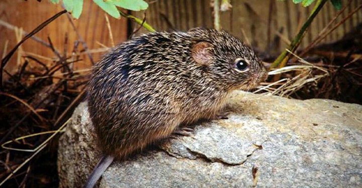 চীনে পুরাতন “হান্টা ভাইরাস”-এর নতুন সংক্রমণ – মৃত ১ ,লক্ষণ ও প্রতিকার