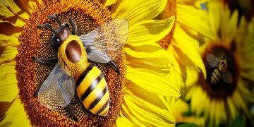 Science bee daily science