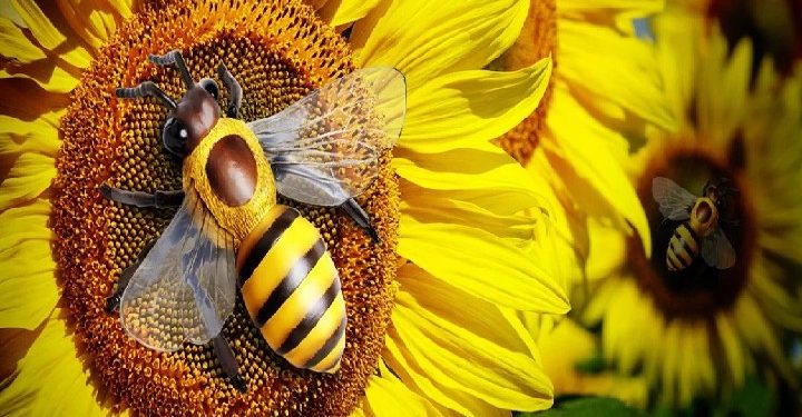 Science bee daily science