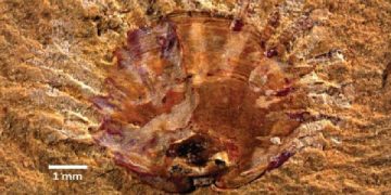 Science Bee Daily Science