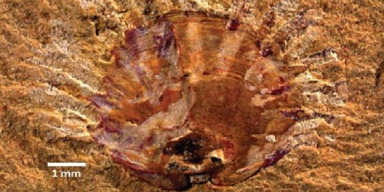 Science Bee Daily Science