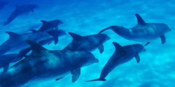 Science Bee Daily Science