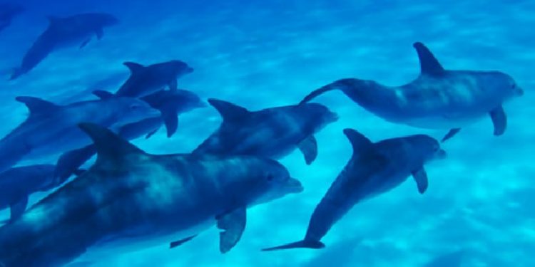 Science Bee Daily Science