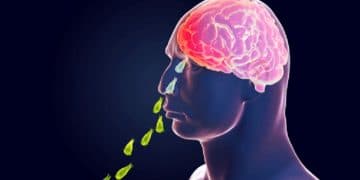 আমেরিকায় ‘মগজ-খেকো’ অ্যামিবার সংক্রমণ