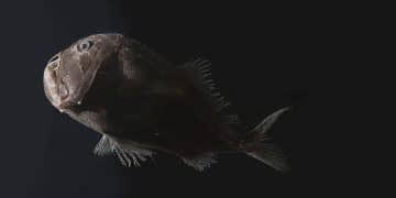 Science Bee Daily Science