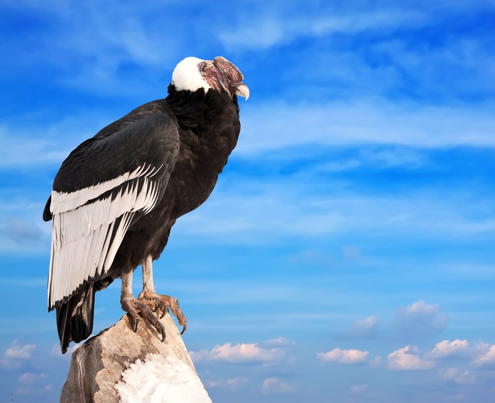 Andean condor