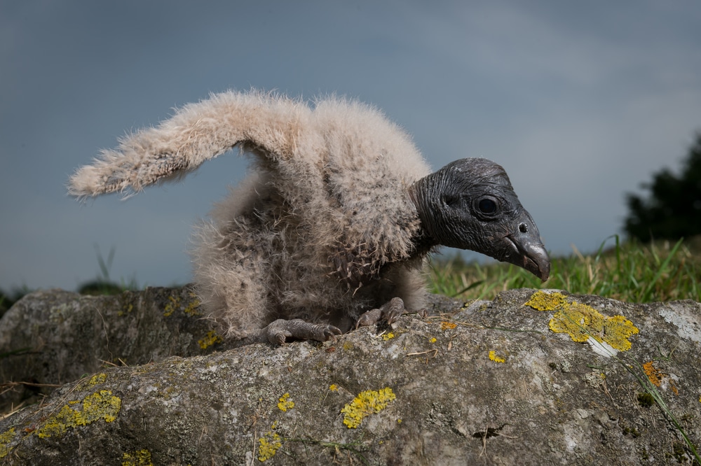 Andean condor