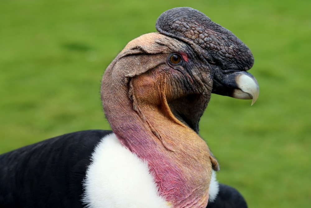 Andean condor