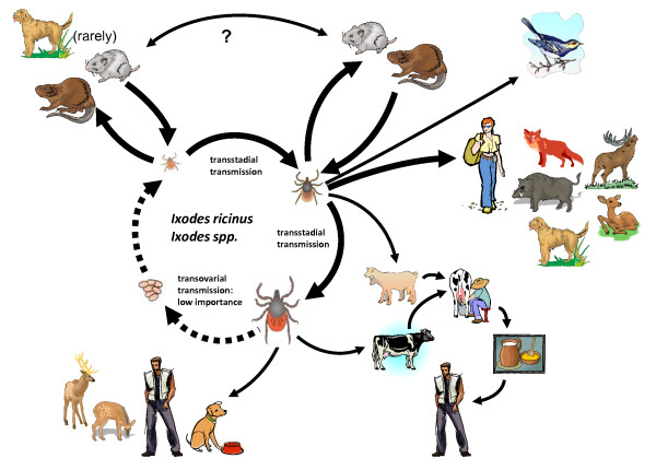 Tick Borne Virus