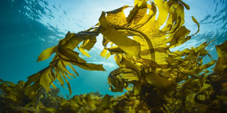 Science Bee Daily Science