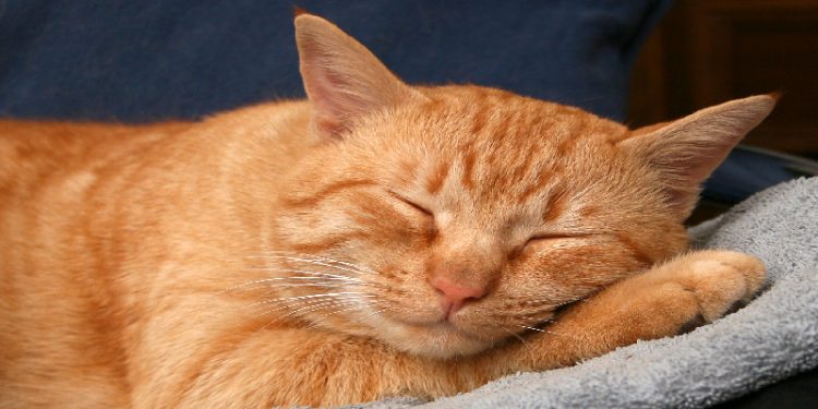 Science Bee Daily Science