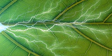 Science Bee Daily Science