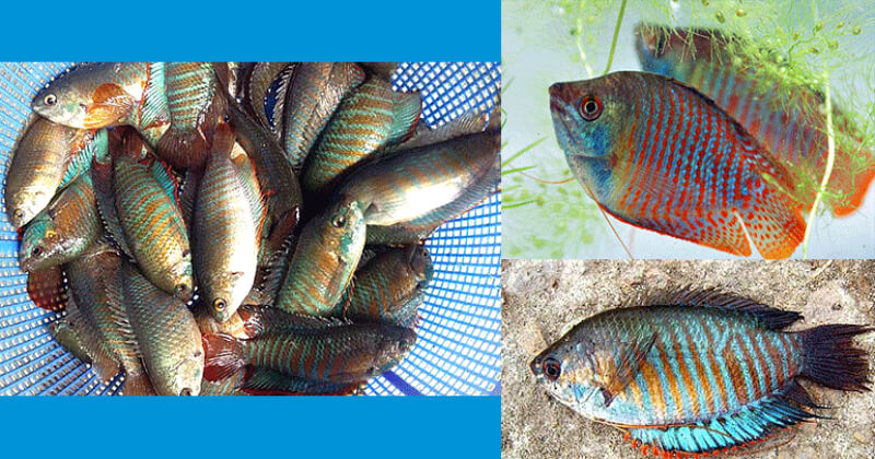 মশা-নিধন-খলিসা-মাছ