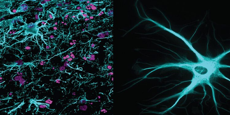 Science Bee Daily Science অ্যাস্ট্রোসাইট