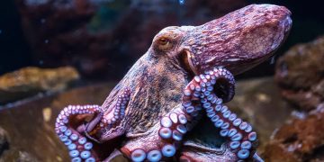 অক্টোপাস বাহুর মাধ্যমে আলো অনুভব