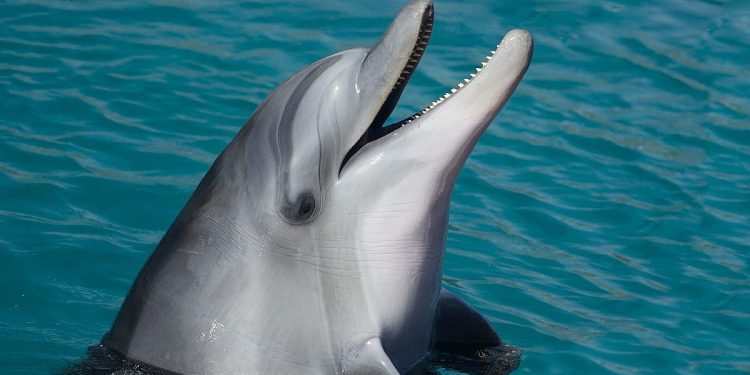 ডলফিন ভোকাল কর্ড