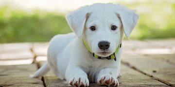 প্রাণীরা-পথ-হারায়-না