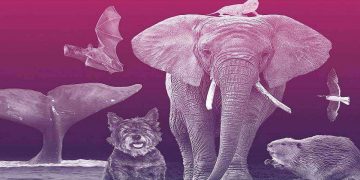 স্তন্যপায়ী প্রাণীরা বেশী বাঁচে