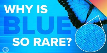 নীল রঙ প্রকৃতিতে এতো বিরল কেন?