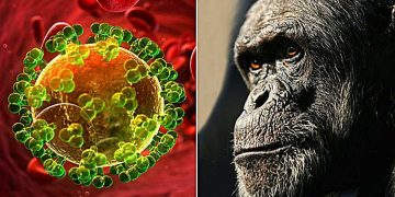এইডস (AIDS) সর্বপ্রথম শিম্পাঞ্জির সাথে যৌন মিলন থেকে ছড়ায়নি!