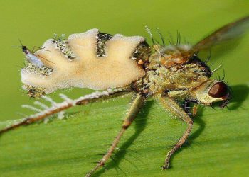 Science Bee Daily Science