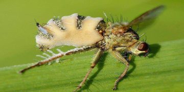 Science Bee Daily Science