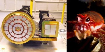 গলদা চিংড়ি-র চোখ থেকে অনুপ্রাণিত হয়ে বিজ্ঞানীদের টেলিস্কোপ আবিষ্কার!