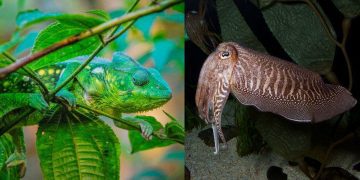 Science Bee Daily Science রং পরিবর্তনকারী প্রাণী ক্যাটলফিশ