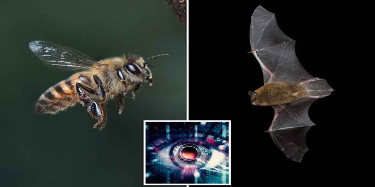 প্রাণীদের সাথে যোগাযোগ এআই