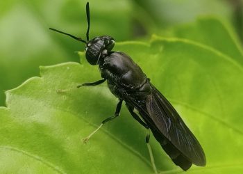 Science bee Science news