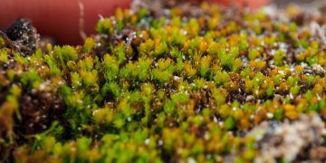 Science bee Science news তাকাকিয়া