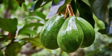 science bee science news অ্যাভোকাডো