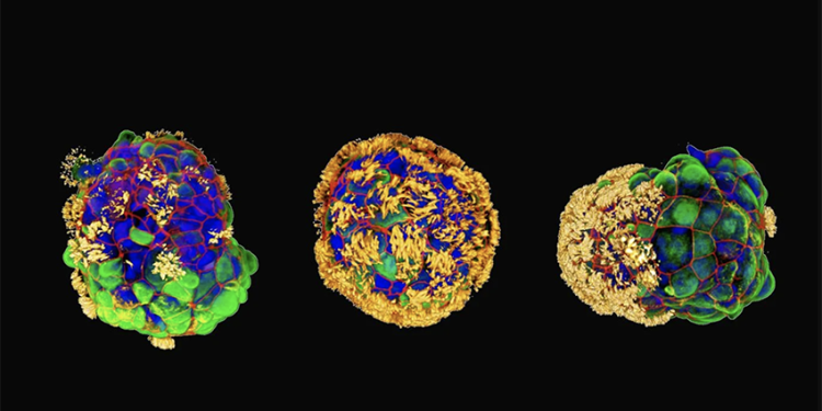 science bee science news অ্যানথ্রোবট