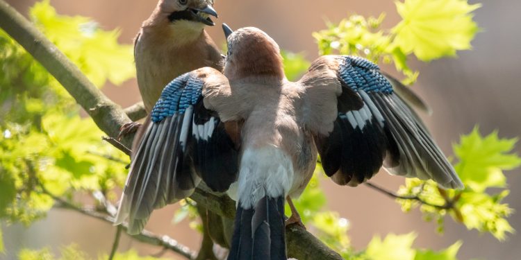 মানুষের মতো ‘ইউরেশিয়ান জে’ পাখিদেরও রয়েছে এপিসোডিক মেমোরি
