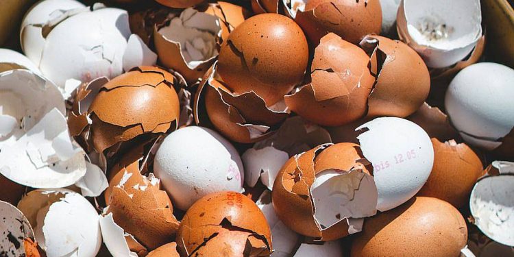 প্লাস্টিকের বিকল্প হিসেবে ডিমের খোসার বায়োপ্লাস্টিক