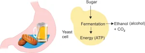Auto Brewery Syndrome Science bee science news