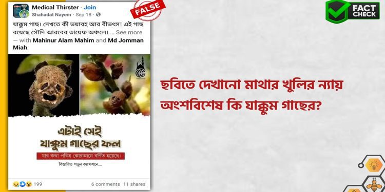 যাক্কুম গাছের ফল দাবিতে প্রচারিত ছবিগুলো মূলত স্ন্যাপড্রাগন গাছের বীজশুঁটি (Seed pods) এর